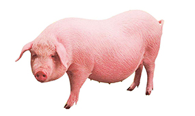 四川养猪设备教你母种猪临产的辨别技术