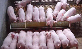 四川雅力养殖自动料槽浅析我国自动化养猪设备产业的现状
