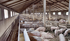 四川中小型养猪场的粪尿处理系统改造，漏粪板厂家2幅图教你巧用漏粪板