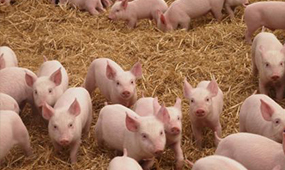 四川养猪设备告诉您如何降低养猪成本