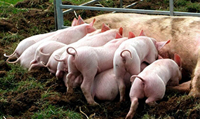 四川养猪设备告诉您如何有效减少母猪压死小猪！