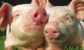 四川风机水帘浅析养猪业的发展趋势