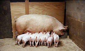 四川风机水帘为您讲解如何有效防治猪传染病？