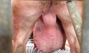 四川风机水帘告诉大家如何解决夏季母猪乳房水肿